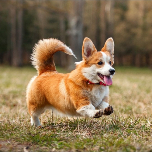 Vovinam Việt Võ Đạo quận Bình Tân